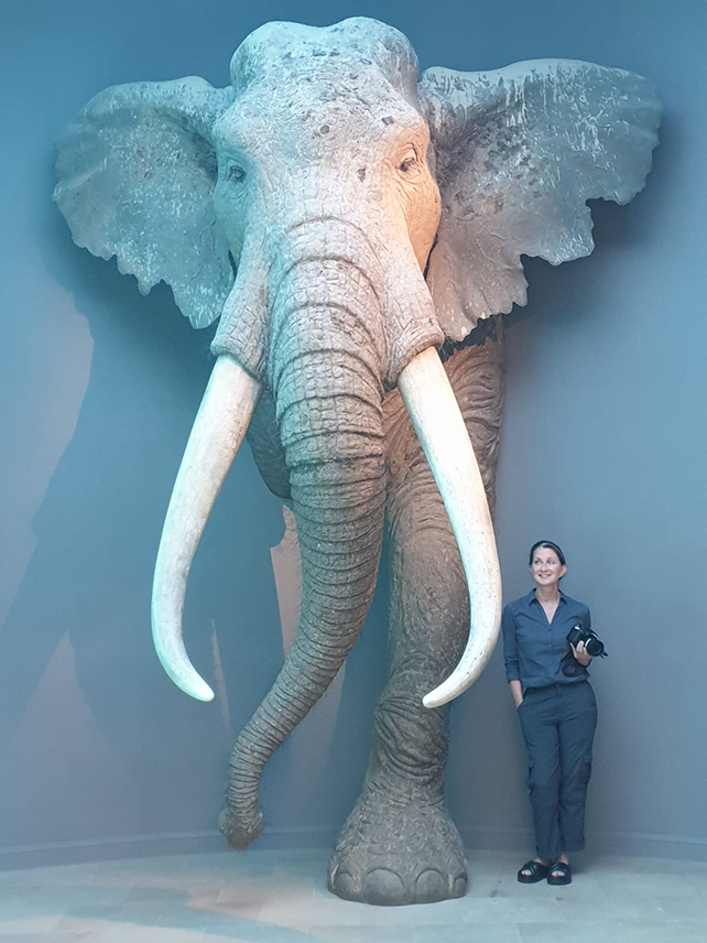 Researcher with straight-tusked elephant model