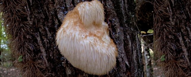 Mushroom Extract Shown to Dramatically Improve Brain-Cell Growth in The Lab