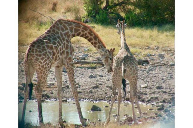 Daha küçük bir dişinin idrarına dudaklarını kıvıran büyük bir erkek zürafa