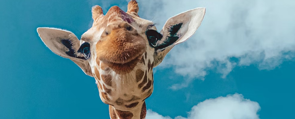 Giraffe looking down at viewer from above
