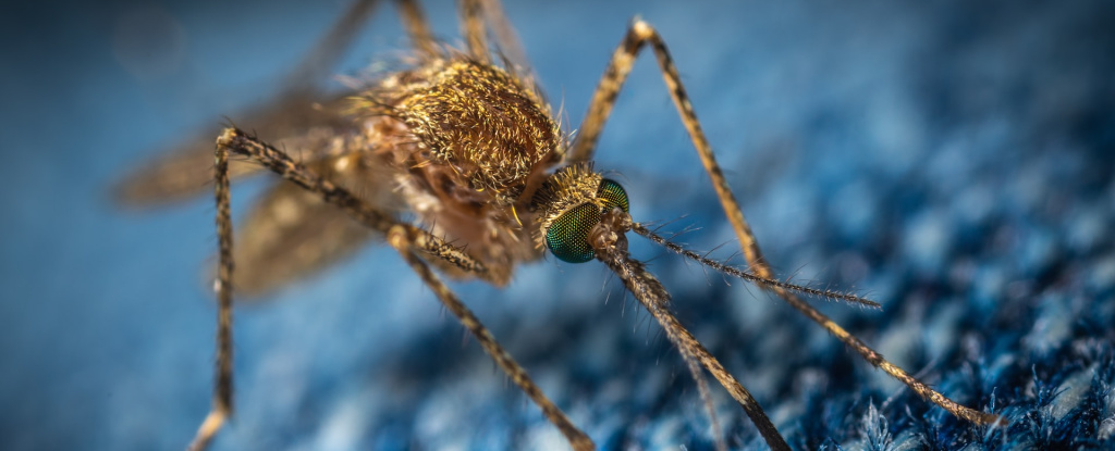Close up image of mosquito on blue material, showing its eyes and elongated proboscis.