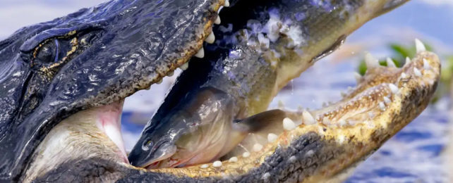 Close up of alligator's toothy mouth catching a fish