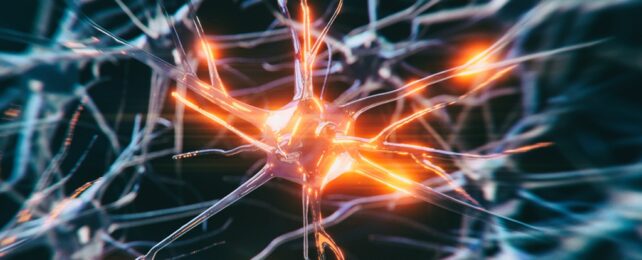 Neuron Glows Red Inside Brain
