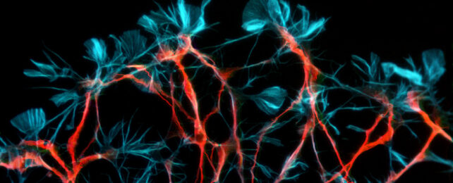 Red and blue neurons on black background