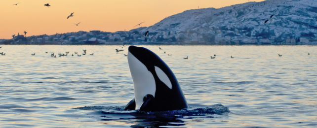 An orca peeks out from beneath the water.
