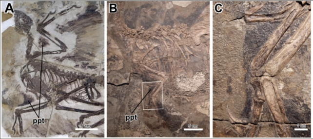 PPT Labelled Fossils