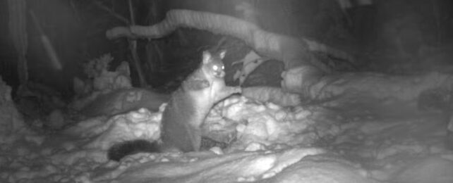 A possum eating a kangaroo carcass