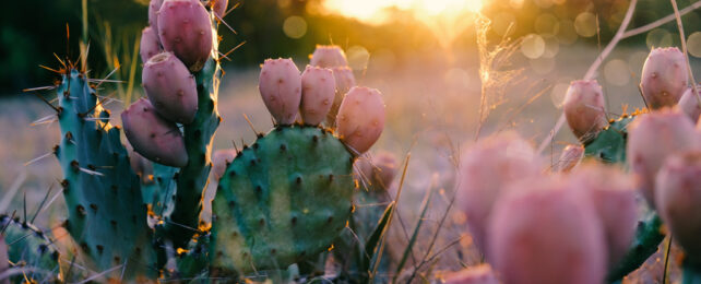 A prickly pear cactus in its desert habitat at sunset.
