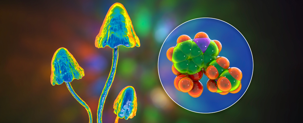Mushrooms falsely psychedelically colored next to colorful 3D model of psilocybin molecule