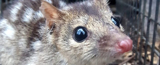 Quoll In Cage