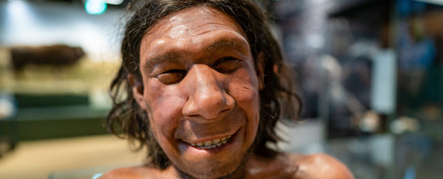 A reconstructed bust of a male Neanderthal on display in a museum.