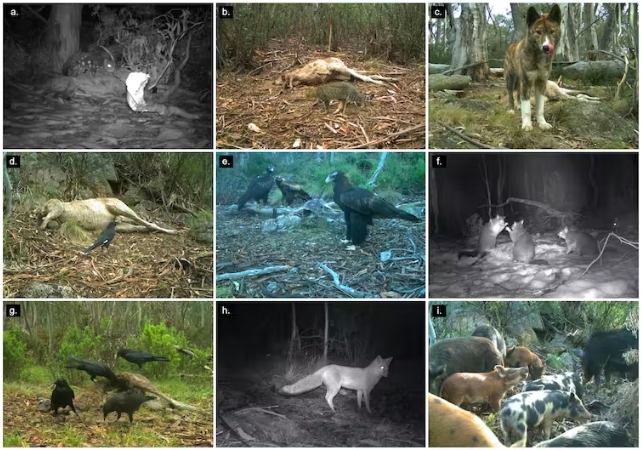 Nine small images of the scavengers captured by remote cameras in the Australian Alps.