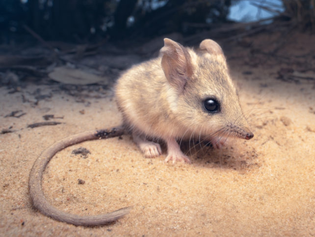 Small sandy colored fuzzy marsupial with big ears and long pointy snout