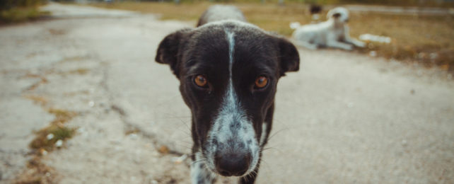 Close up image of stray dog on cracked road in Chernobyl.