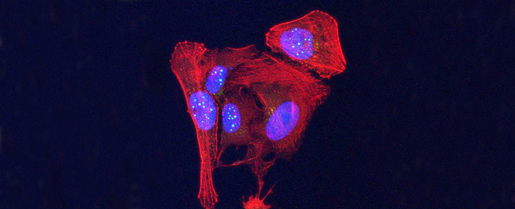 Photo of Nová štúdia odhaľuje ďalšiu prekvapivú funkciu telomér ScienceAlert
