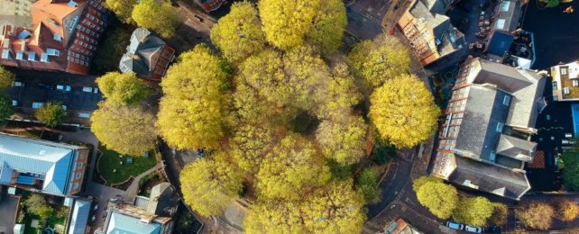 Trees In City Environment