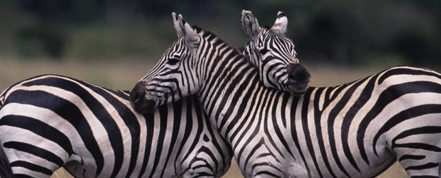 Two zebras