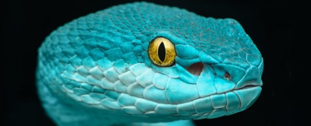 Vibrant Green Snake With Yellow Eye