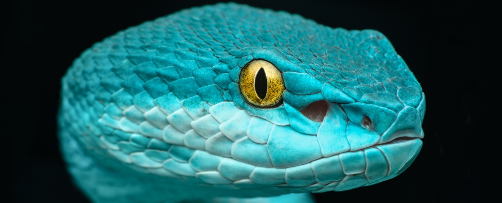 Snakes Can Hear You Better Than You Think : ScienceAlert