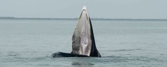 Recently 'Discovered' Whale Behavior Was Actually Documented Thousands of Years Ago