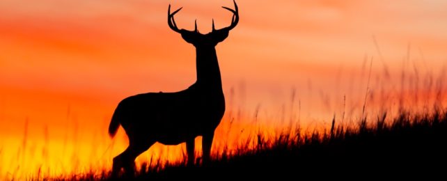 White Tailed Deer At Sunset