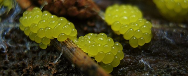 The Predatory Slime Mold From The Last of Us Isn't Actually a Fungus - It's Weirder