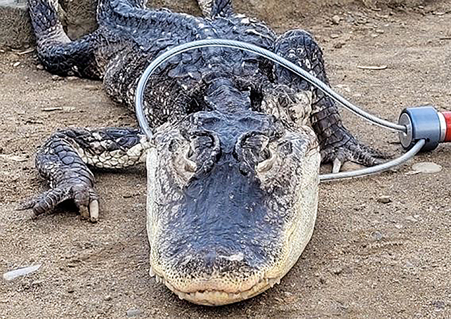 front facing view the the alligator in a snare