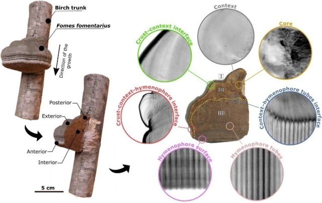 This Weird-Looking Fungus Could Be a Biodegradable Alternative to Plastic : ScienceAlert