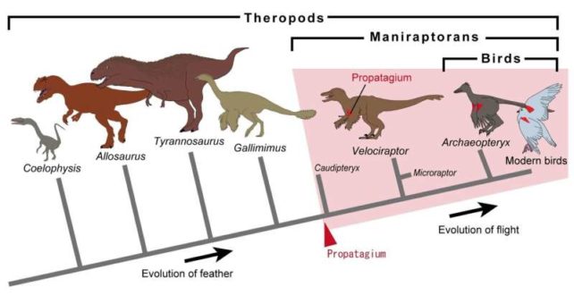 PPT Lineage