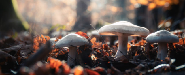 Does a Vast Network of Fungi Connect Forests? Here's What We Know.