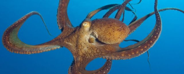 Scientists Have Recorded Brain Waves From Octopuses Just Living Their Lives  : ScienceAlert