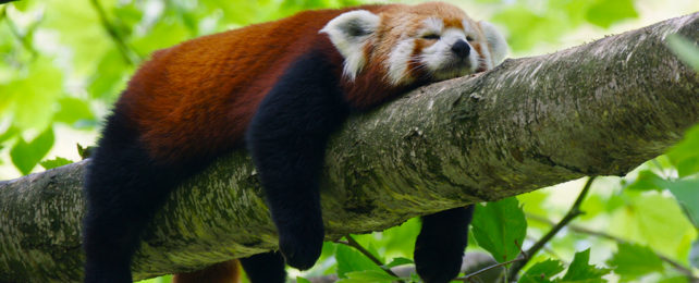a red panda sleeping on a tree branch with his legs dangling over the sides