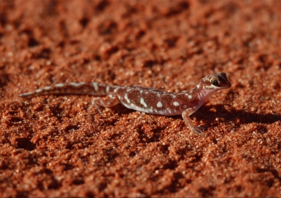A small white spotted red gecko on red sand.
