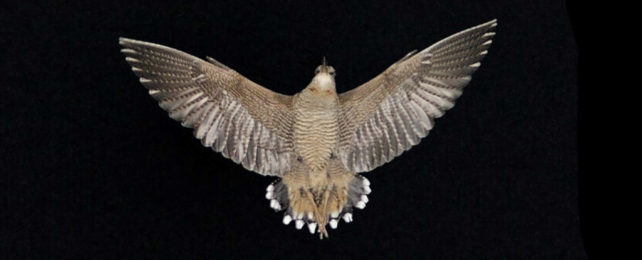 The Whitest Feathers of Any Bird Have Been Found, And They're Dazzling