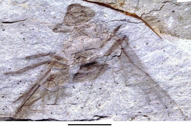 Fossile d'Allenby