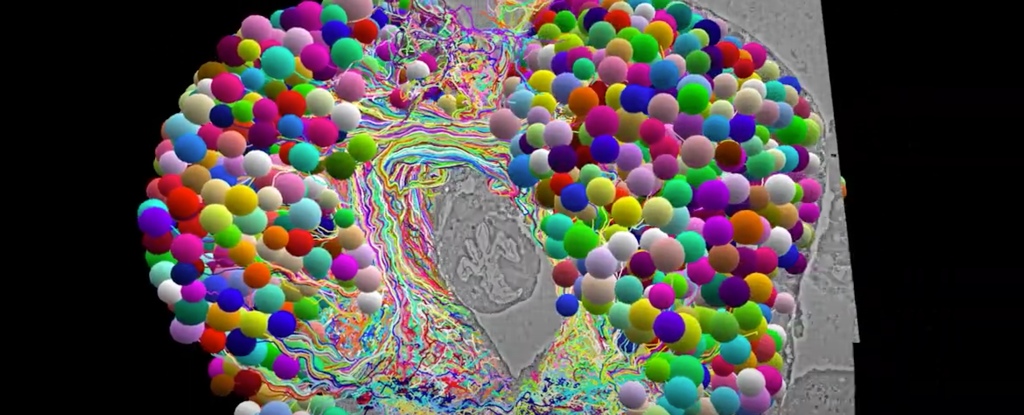 Първата по рода си пълна карта на един наистина омагьосващ мозък на буболечки: ScienceAlert