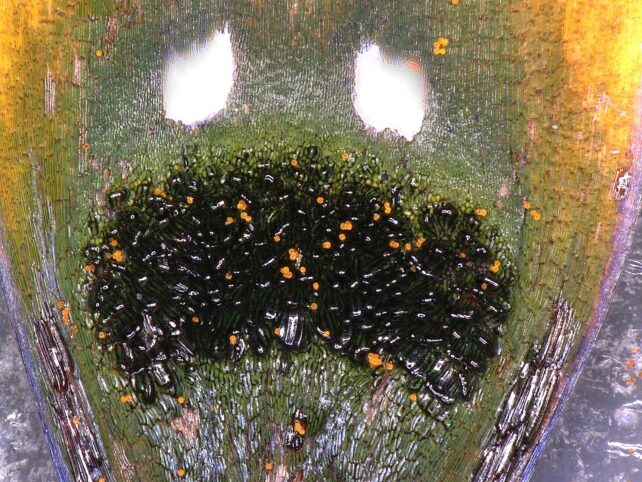 Petalın merkezde bir küme halinde daha siyah görünen yeşilimsi hücrelerini gösteren mikroskobik bir fotoğraf.  Siyah hücre kümesi daha kabarık ve daha yuvarlak görünür.