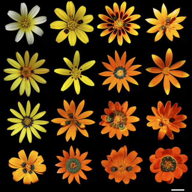  4 by 4 grid of daisy flower specimens on a black background, showing variety in colour (pale yellow to bright orange-red), petal shape (round vs narrow, spots bumpy or flat) and number of petals and spots.