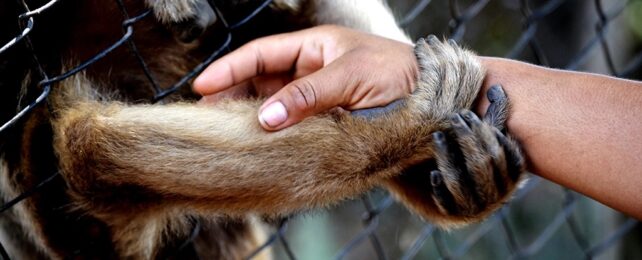 Ape grasps human hand at zoo through cage