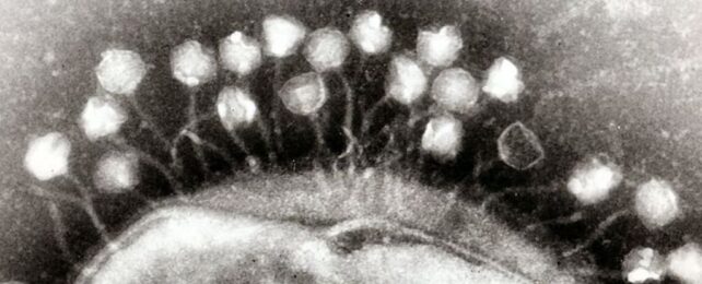 The 'Rapunzel' Virus Has a Freakishly Long Tail, And We Finally Know Why