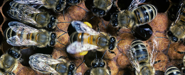 A honeybee engaged in a waggle dance.