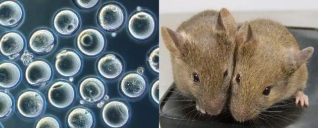 Healthy Mice Created From 2 Fathers in Radical Gene-Editing Breakthrough