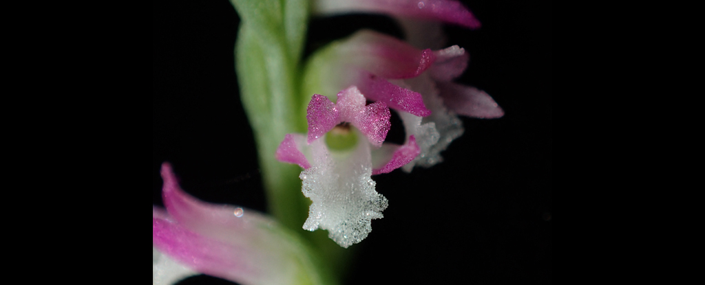 A close-up of the glass-looking orchid Spiranthes hachijoensis.