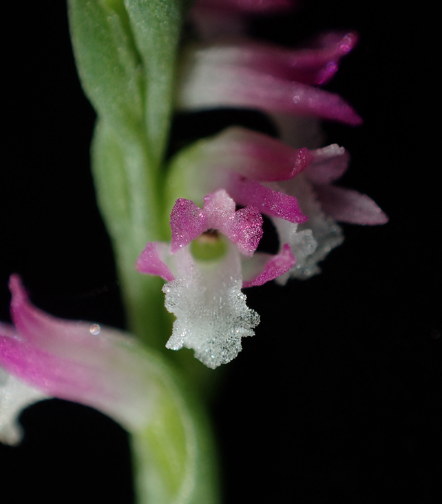 A close-up of the Spiranthes Hachijoensis.
