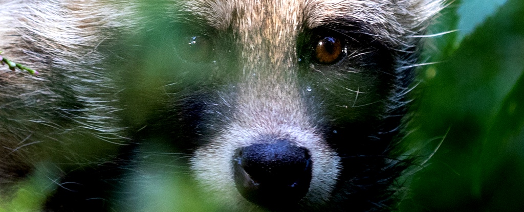 Close Up Raccoon Dog Face