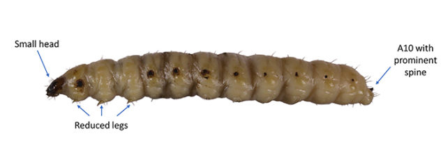 Comadia redtenbacheri grub with labels