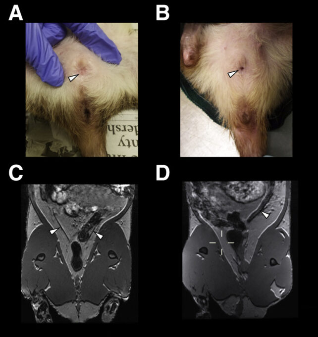 Anatomical comparison between breeding and non breeding female rat