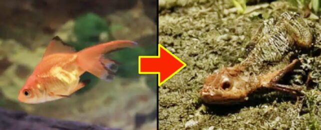 Comparison Of Goldfish And Creature