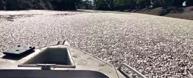 Millions of Dead Fish Blanket Australian River in Hypoxia Disaster