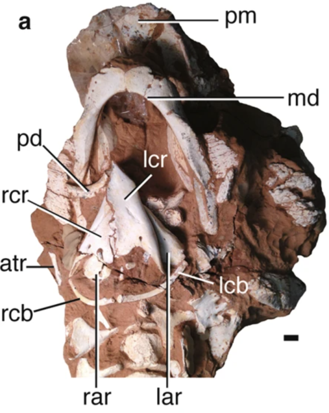 Dinosaur Larynx